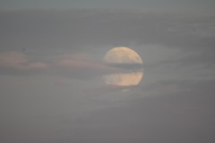 Z50_8582