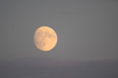 Z50_8591