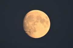 Z50_8601