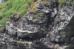 Moher-1