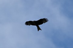 Z50_9894