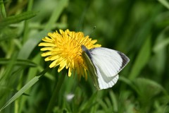 Z50_8783