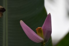 DSC_7392