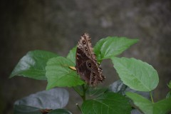 DSC_7463