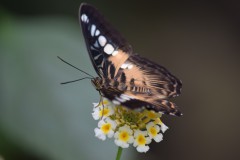 DSC_7501