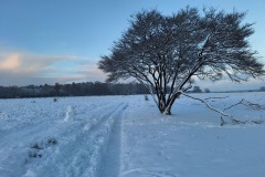 Winter wonderland