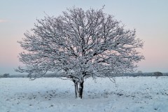 Winter wonderland
